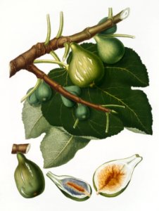 Fig (Ficus Carica sativa) from Pomona Italiana (1817 - 1839) by Giorgio Gallesio (1772-1839).. Free illustration for personal and commercial use.