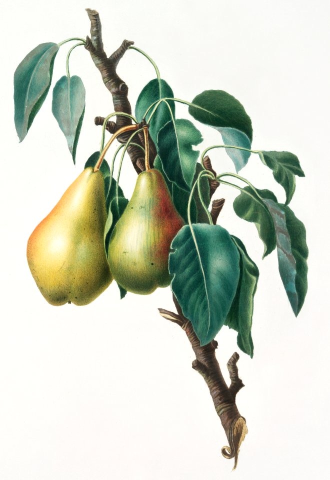 Lemon Pear (Pyrus limonia) from Pomona Italiana (1817 - 1839) by Giorgio Gallesio (1772-1839).