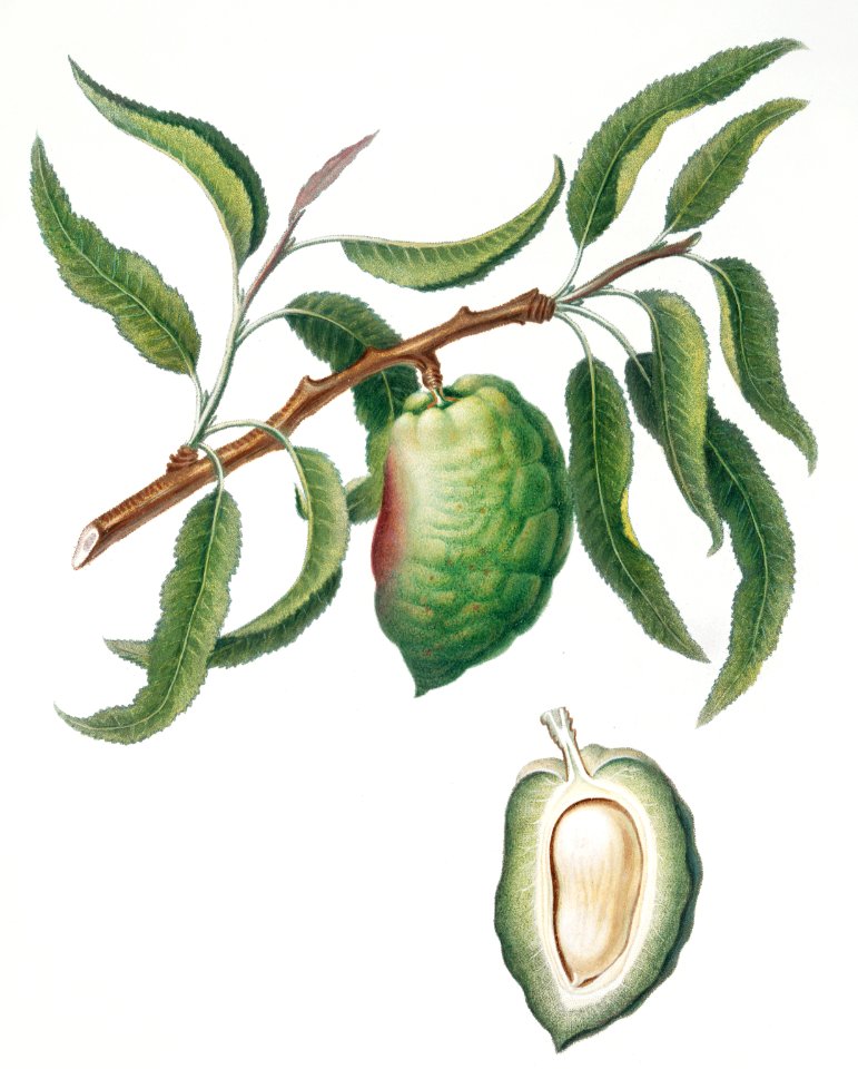 Almond (Communis naxea) from Pomona Italiana (1817 - 1839) by Giorgio Gallesio (1772-1839).