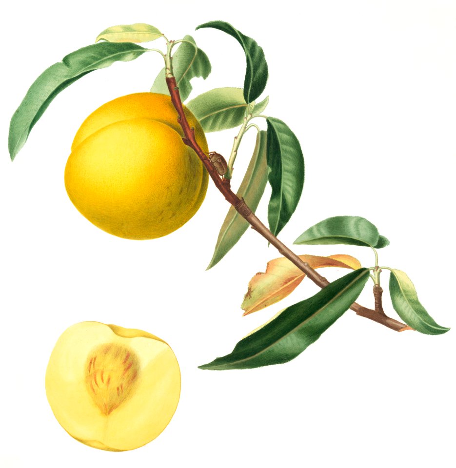 Peach (Prunus persica) from Pomona Italiana (1817 - 1839) by Giorgio Gallesio (1772-1839).