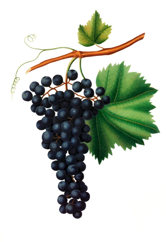 Berzemina grape (Vites veneto) from Pomona Italiana (1817 - 1839) by Giorgio Gallesio (1772-1839).