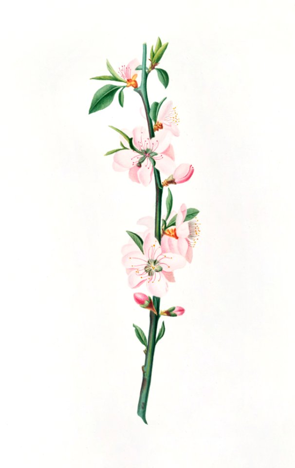 Peach Flower (Prunus persica) from Pomona Italiana (1817 - 1839) by Giorgio Gallesio (1772-1839).