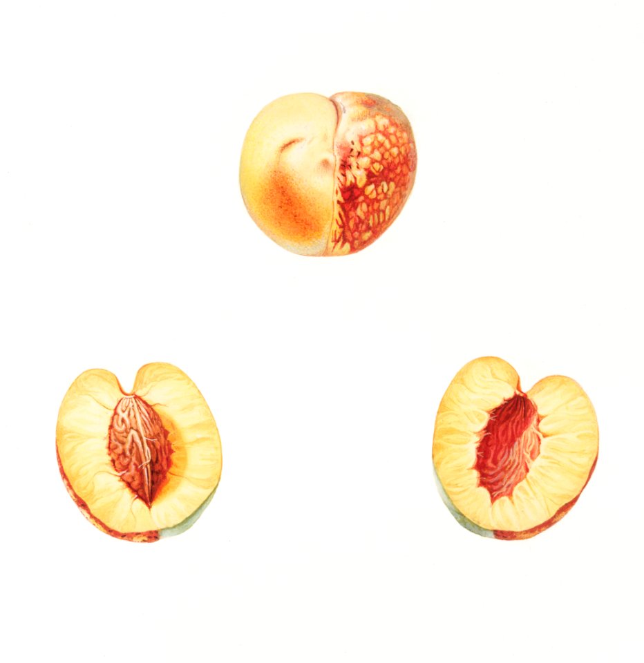 Nectarine (Malus persica hybrida) from Pomona Italiana (1817 - 1839) by Giorgio Gallesio (1772-1839).