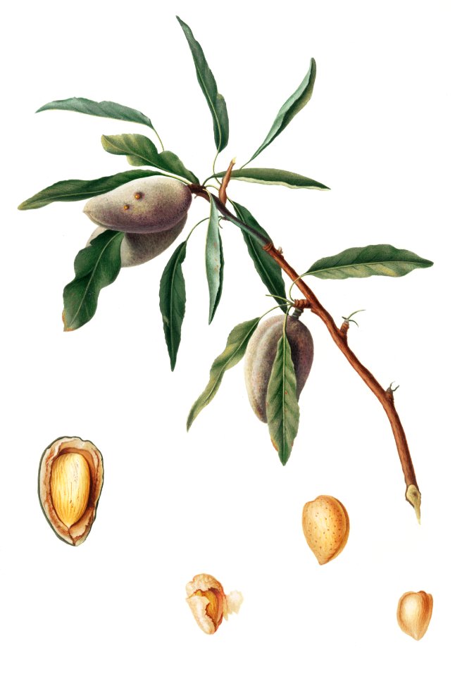 Almond (Guscio tenero) from Pomona Italiana (1817 - 1839) by Giorgio Gallesio (1772-1839).