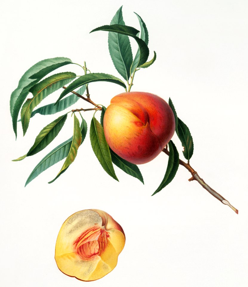 Peach (Persica julodermis) from Pomona Italiana (1817 - 1839) by Giorgio Gallesio (1772-1839).