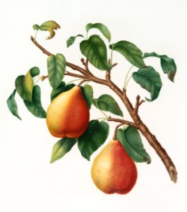 Wild European Pear (Pyrus pyraster) from Pomona Italiana (1817 - 1839) by Giorgio Gallesio (1772-1839).. Free illustration for personal and commercial use.
