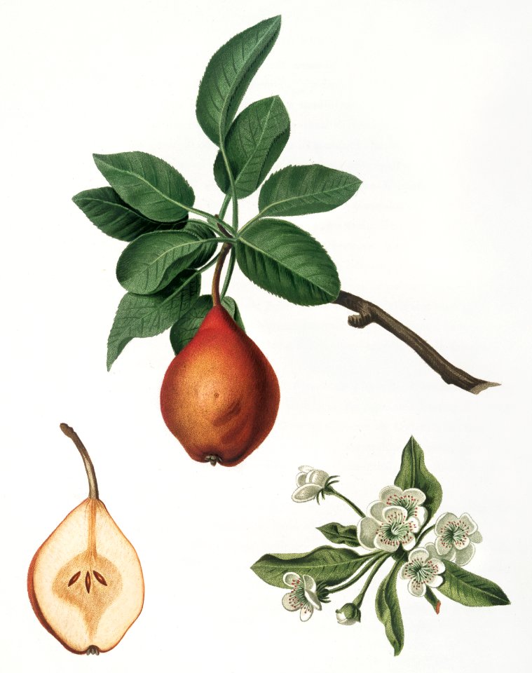 Pear (Pyrus Pedemontana) from Pomona Italiana (1817 - 1839) by Giorgio Gallesio (1772-1839).