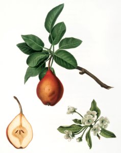 Pear (Pyrus Pedemontana) from Pomona Italiana (1817 - 1839) by Giorgio Gallesio (1772-1839).