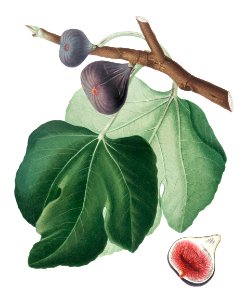 Black Fig (Ficus carica) from Pomona Italiana (1817 - 1839) by Giorgio Gallesio (1772-1839).. Free illustration for personal and commercial use.