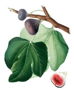 Black Fig (Ficus carica) from Pomona Italiana (1817 - 1839) by Giorgio Gallesio (1772-1839).