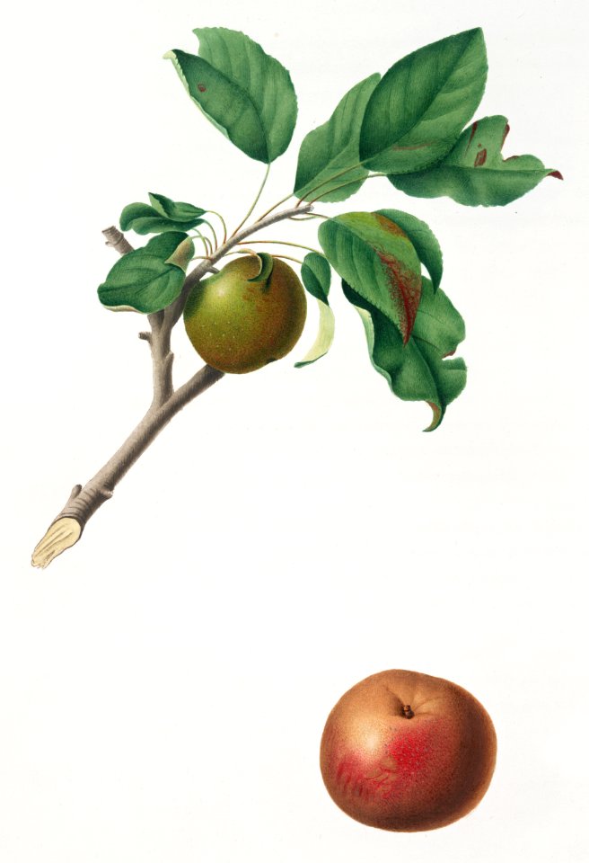 Apple (Malus ruginea) from Pomona Italiana (1817 - 1839) by Giorgio Gallesio (1772-1839).