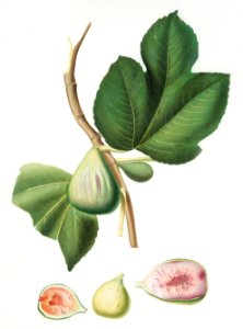 Fig (Ficus carica bifera) from Pomona Italiana (1817 - 1839) by Giorgio Gallesio (1772-1839).. Free illustration for personal and commercial use.
