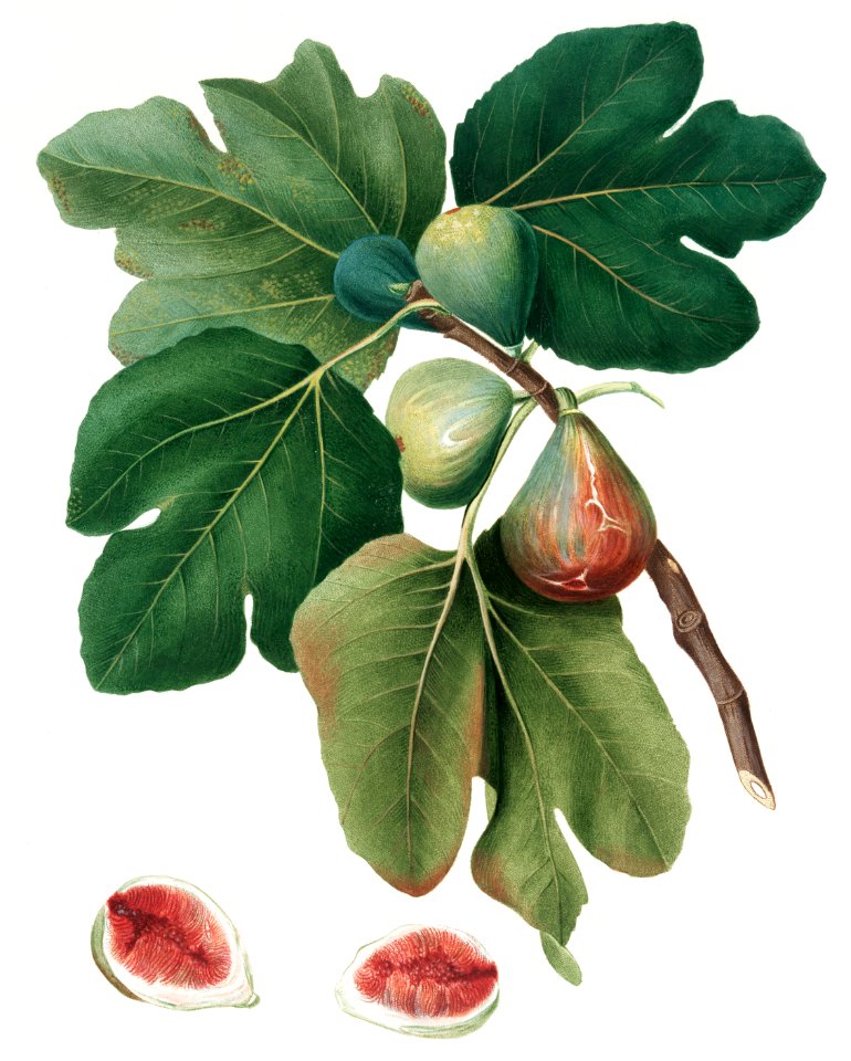 Common Fig (Ficus carica sativa) from Pomona Italiana (1817 - 1839) by Giorgio Gallesio (1772-1839).