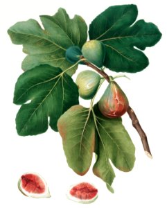 Common Fig (Ficus carica sativa) from Pomona Italiana (1817 - 1839) by Giorgio Gallesio (1772-1839).. Free illustration for personal and commercial use.
