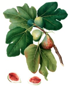 Common Fig (Ficus carica sativa) from Pomona Italiana (1817 - 1839) by Giorgio Gallesio (1772-1839).