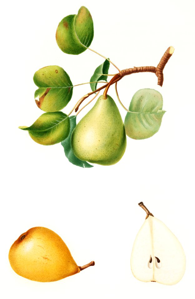 Pear (Pyrus Luisa) from Pomona Italiana (1817 - 1839) by Giorgio Gallesio (1772-1839).