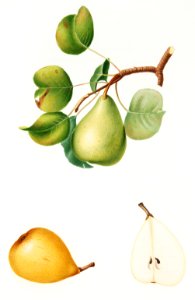Pear (Pyrus Luisa) from Pomona Italiana (1817 - 1839) by Giorgio Gallesio (1772-1839).