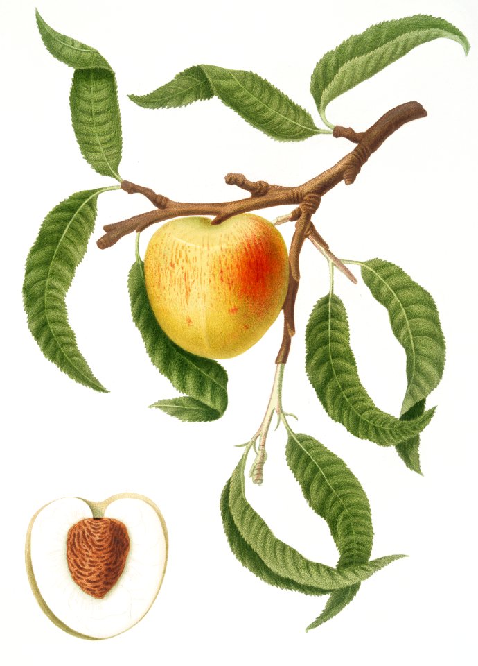 Peach (Persica mali-formis) from Pomona Italiana (1817 - 1839) by Giorgio Gallesio (1772-1839).