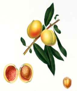 Peach (Persica amygdalus) from Pomona Italiana (1817 - 1839) by Giorgio Gallesio (1772-1839).