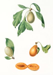 Prune (Prunus hyemalis) from Pomona Italiana (1817 - 1839) by Giorgio Gallesio (1772-1839).