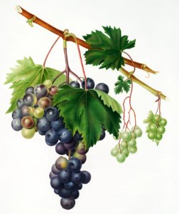 Grape from Ischia (Viti vinifera vegetatione insana) from Pomona Italiana (1817 - 1839) by Giorgio Gallesio (1772-1839).. Free illustration for personal and commercial use.
