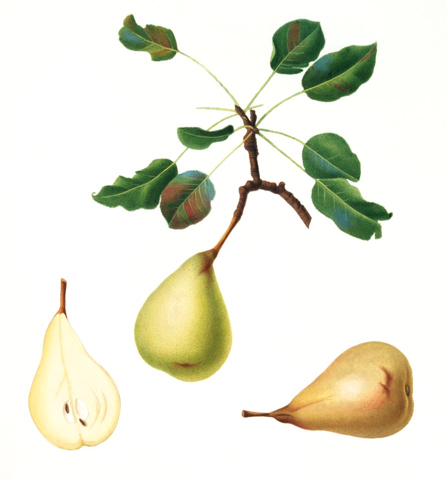 Pear (Pyrus communis) from Pomona Italiana (1817 - 1839) by Giorgio Gallesio (1772-1839).