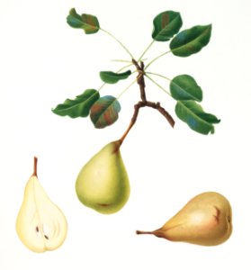 Pear (Pyrus communis) from Pomona Italiana (1817 - 1839) by Giorgio Gallesio (1772-1839).
