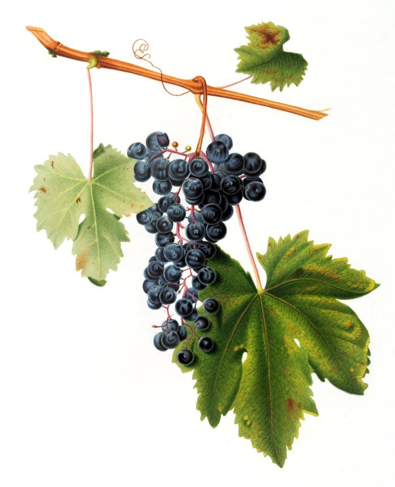 Grape Colorino (Vitis vinifera auxiliaria ) from Pomona Italiana (1817 - 1839) by Giorgio Gallesio (1772-1839).