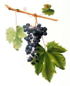 Grape Colorino (Vitis vinifera auxiliaria ) from Pomona Italiana (1817 - 1839) by Giorgio Gallesio (1772-1839).. Free illustration for personal and commercial use.