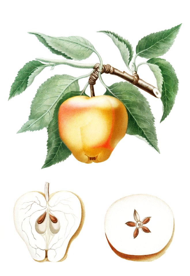 Carla Apple (Melo Carlo) from Pomona Italiana (1817 - 1839) by Giorgio Gallesio (1772-1839).