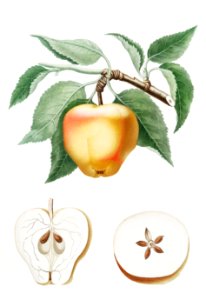 Carla Apple (Melo Carlo) from Pomona Italiana (1817 - 1839) by Giorgio Gallesio (1772-1839).