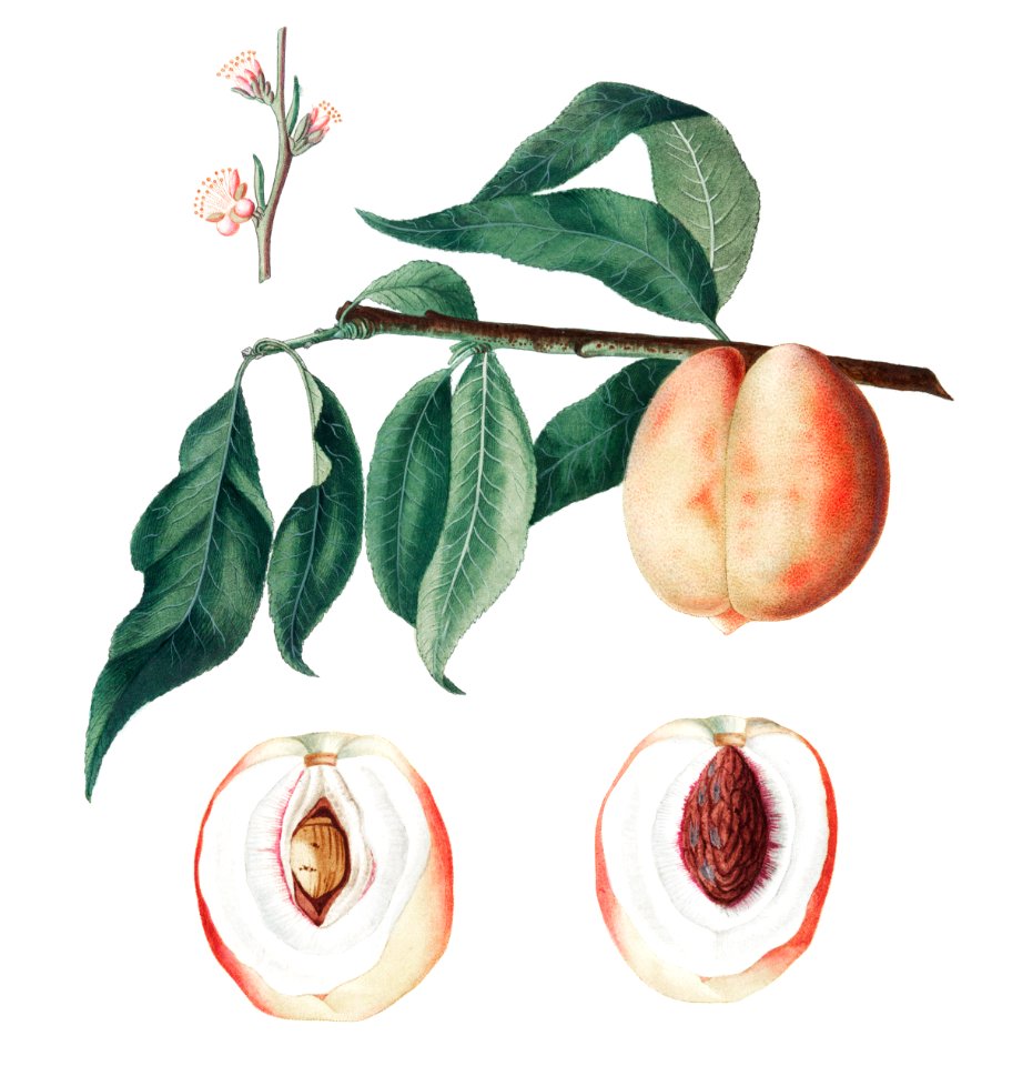 Peach (Persica Magdalena) from Pomona Italiana (1817 - 1839) by Giorgio Gallesio (1772-1839).