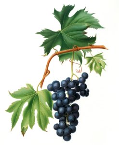 Brachetto grape (Vitis vinifera niceaensis) from Pomona Italiana (1817 - 1839) by Giorgio Gallesio (1772-1839).