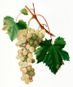 Muscat grape (Vitis vinifera Moscata) from Pomona Italiana (1817 - 1839) by Giorgio Gallesio (1772-1839).. Free illustration for personal and commercial use.