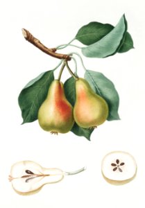 Pear (Pyrus Perla) from Pomona Italiana (1817 - 1839) by Giorgio Gallesio (1772-1839).. Free illustration for personal and commercial use.