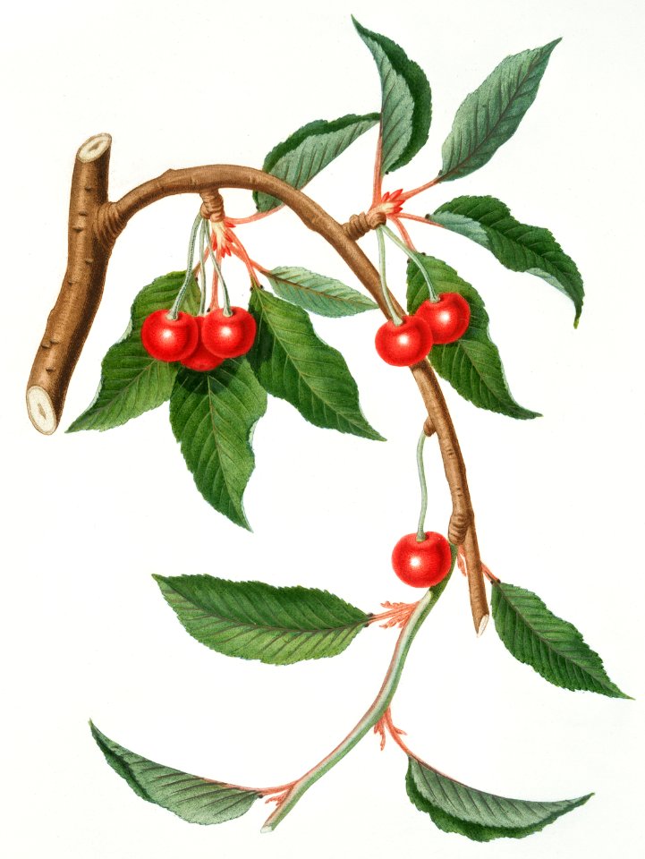 Cherry (Ciliegio visciolino) from Pomona Italiana (1817 - 1839) by Giorgio Gallesio (1772-1839).