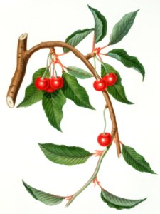 Cherry (Ciliegio visciolino) from Pomona Italiana (1817 - 1839) by Giorgio Gallesio (1772-1839).