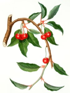 Cherry (Ciliegio visciolino) from Pomona Italiana (1817 - 1839) by Giorgio Gallesio (1772-1839).. Free illustration for personal and commercial use.