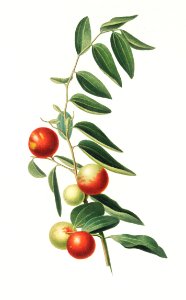 Chinese jujube (Zizphus vulgaris) from Pomona Italiana (1817 - 1839) by Giorgio Gallesio (1772-1839).. Free illustration for personal and commercial use.
