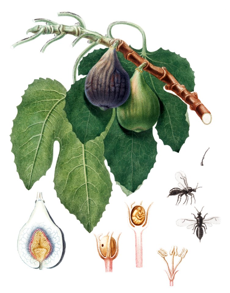 Fig (Fico) from Pomona Italiana (1817 - 1839) by Giorgio Gallesio (1772-1839).