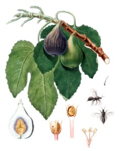 Fig (Fico) from Pomona Italiana (1817 - 1839) by Giorgio Gallesio (1772-1839).. Free illustration for personal and commercial use.