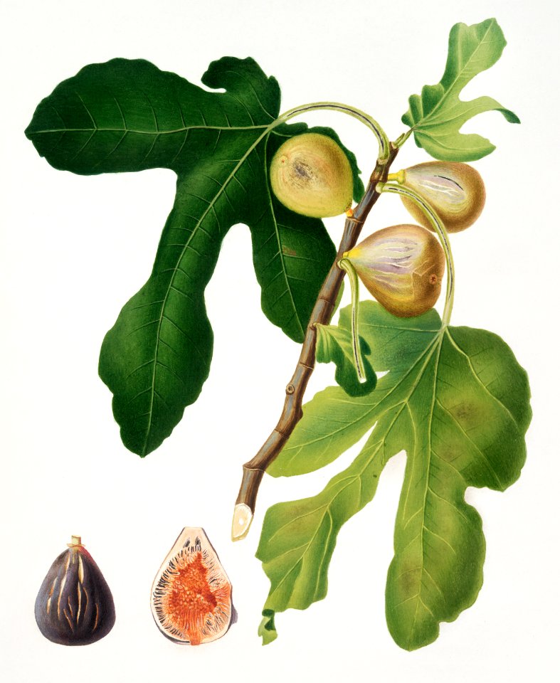 Figs (Ficus carica sativa) from Pomona Italiana (1817 - 1839) by Giorgio Gallesio (1772-1839).