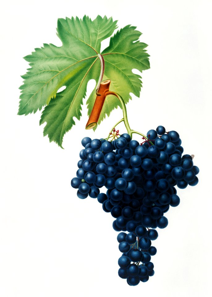 Fuella grapes (Vitis vinifera Bellettensis) from Pomona Italiana (1817 - 1839) by Giorgio Gallesio (1772-1839).