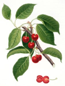 Sour Cherry (Cerasus cordiformis duracina) from Pomona Italiana (1817 - 1839) by Giorgio Gallesio (1772-1839).