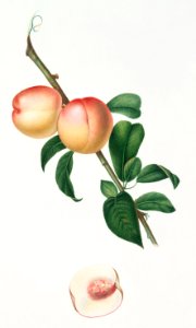 White walnut (Persica psillidermis) from Pomona Italiana (1817 - 1839) by Giorgio Gallesio (1772-1839).. Free illustration for personal and commercial use.