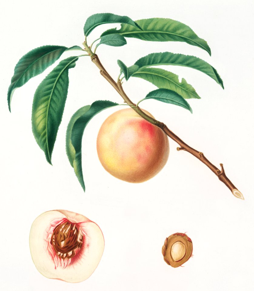 White speckled Peach (Burrona bianca) from Pomona Italiana (1817 - 1839) by Giorgio Gallesio (1772-1839).