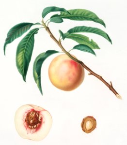 White speckled Peach (Burrona bianca) from Pomona Italiana (1817 - 1839) by Giorgio Gallesio (1772-1839).. Free illustration for personal and commercial use.