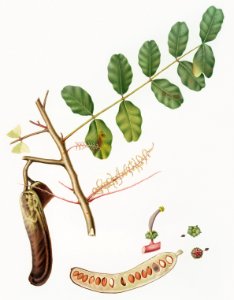 Carob (Ceratonia) from Pomona Italiana (1817 - 1839) by Giorgio Gallesio (1772-1839).