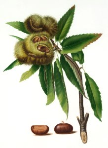 Spanish Chestnut (Castanea sativa) from Pomona Italiana (1817 - 1839) by Giorgio Gallesio (1772-1839).. Free illustration for personal and commercial use.