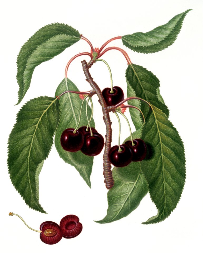 Hard-fleshed Cherry (Cerasus Duracina) from Pomona Italiana (1817 - 1839) by Giorgio Gallesio (1772-1839).